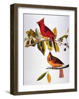 Audubon: Cardinal-John James Audubon-Framed Giclee Print