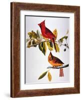 Audubon: Cardinal-John James Audubon-Framed Giclee Print