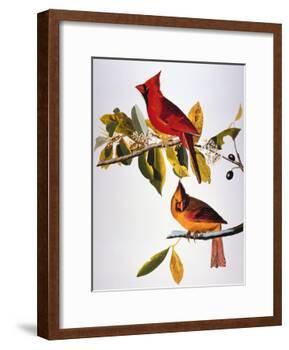 Audubon: Cardinal-John James Audubon-Framed Giclee Print