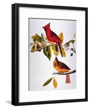 Audubon: Cardinal-John James Audubon-Framed Giclee Print