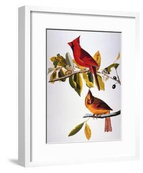 Audubon: Cardinal-John James Audubon-Framed Giclee Print
