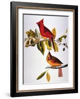 Audubon: Cardinal-John James Audubon-Framed Giclee Print
