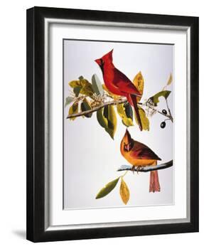 Audubon: Cardinal-John James Audubon-Framed Giclee Print