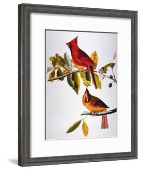 Audubon: Cardinal-John James Audubon-Framed Giclee Print
