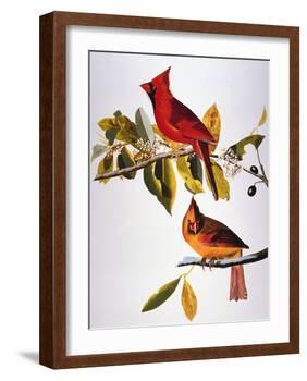 Audubon: Cardinal-John James Audubon-Framed Giclee Print