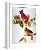 Audubon: Cardinal-John James Audubon-Framed Giclee Print