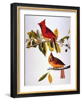 Audubon: Cardinal-John James Audubon-Framed Giclee Print