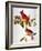Audubon: Cardinal-John James Audubon-Framed Giclee Print