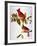 Audubon: Cardinal-John James Audubon-Framed Giclee Print