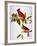 Audubon: Cardinal-John James Audubon-Framed Giclee Print