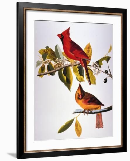 Audubon: Cardinal-John James Audubon-Framed Giclee Print