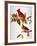 Audubon: Cardinal-John James Audubon-Framed Giclee Print