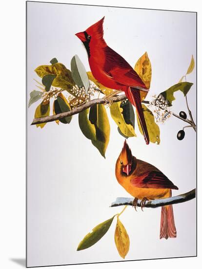 Audubon: Cardinal-John James Audubon-Mounted Giclee Print