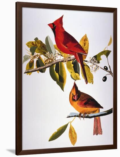 Audubon: Cardinal-John James Audubon-Framed Giclee Print