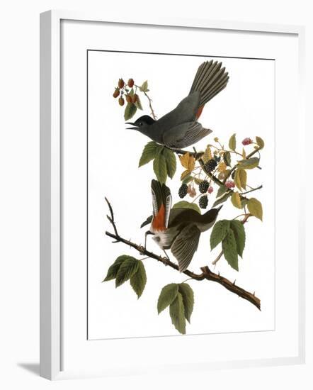 Audubon: Catbird, 1827-38-John James Audubon-Framed Giclee Print