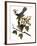 Audubon: Catbird, 1827-38-John James Audubon-Framed Giclee Print