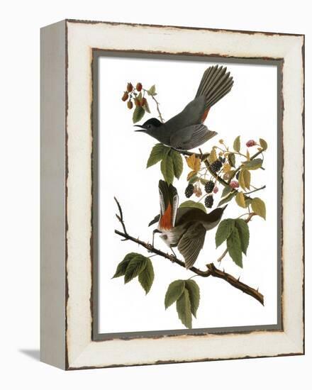 Audubon: Catbird, 1827-38-John James Audubon-Framed Premier Image Canvas