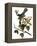 Audubon: Catbird, 1827-38-John James Audubon-Framed Premier Image Canvas