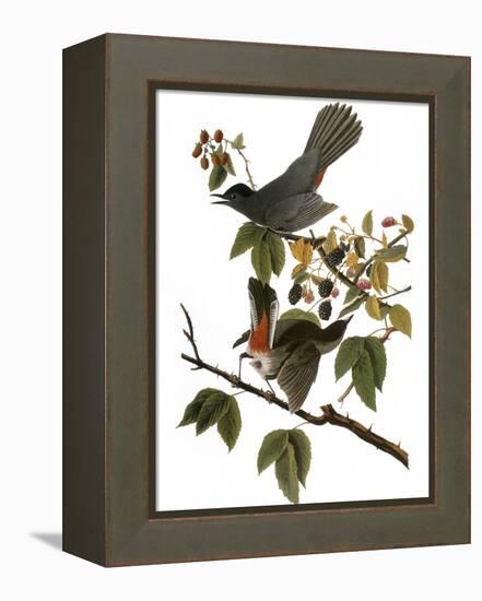 Audubon: Catbird, 1827-38-John James Audubon-Framed Premier Image Canvas