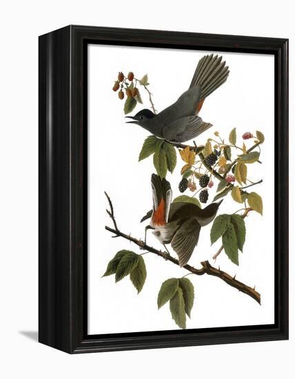 Audubon: Catbird, 1827-38-John James Audubon-Framed Premier Image Canvas
