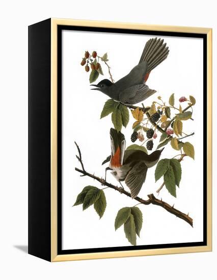 Audubon: Catbird, 1827-38-John James Audubon-Framed Premier Image Canvas