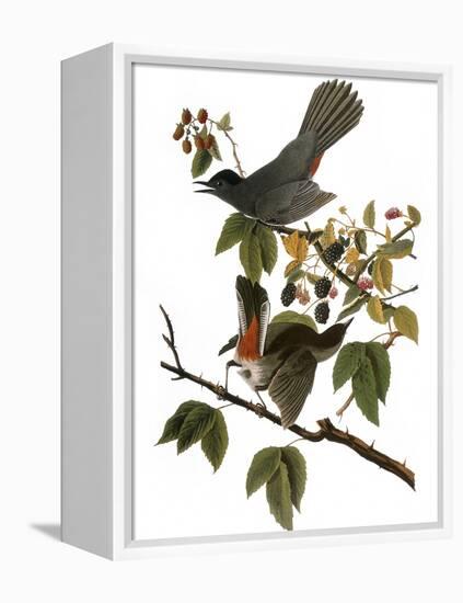 Audubon: Catbird, 1827-38-John James Audubon-Framed Premier Image Canvas