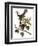 Audubon: Catbird, 1827-38-John James Audubon-Framed Premium Giclee Print