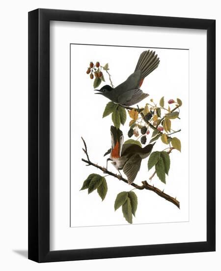 Audubon: Catbird, 1827-38-John James Audubon-Framed Premium Giclee Print