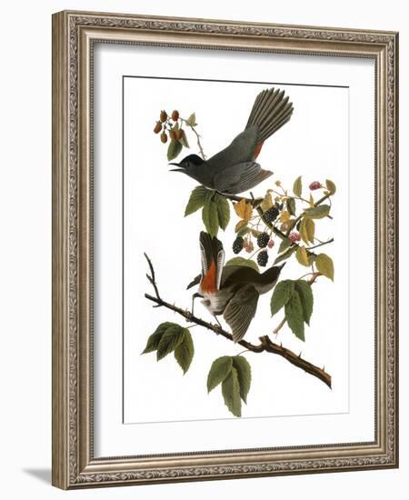 Audubon: Catbird, 1827-38-John James Audubon-Framed Giclee Print