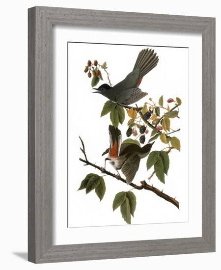 Audubon: Catbird, 1827-38-John James Audubon-Framed Giclee Print