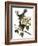 Audubon: Catbird, 1827-38-John James Audubon-Framed Giclee Print