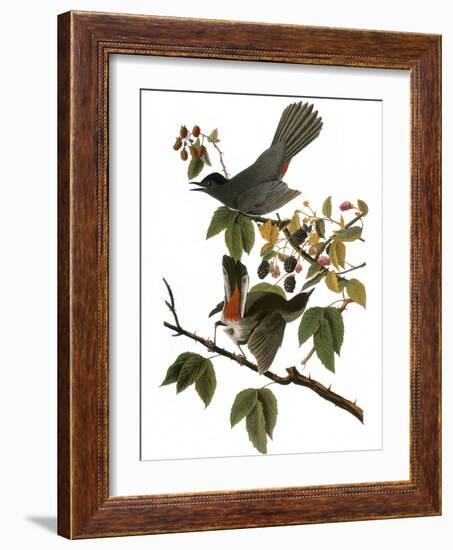 Audubon: Catbird, 1827-38-John James Audubon-Framed Giclee Print