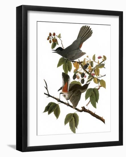 Audubon: Catbird, 1827-38-John James Audubon-Framed Giclee Print