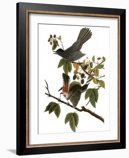 Audubon: Catbird, 1827-38-John James Audubon-Framed Giclee Print