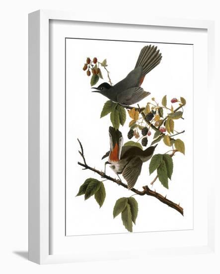 Audubon: Catbird, 1827-38-John James Audubon-Framed Giclee Print