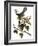 Audubon: Catbird, 1827-38-John James Audubon-Framed Giclee Print