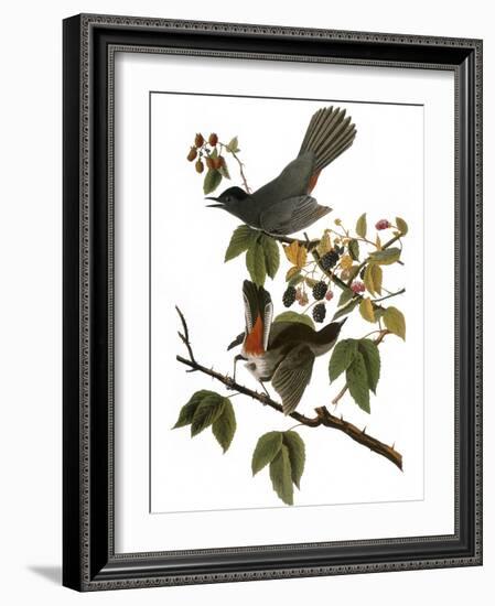 Audubon: Catbird, 1827-38-John James Audubon-Framed Giclee Print