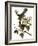 Audubon: Catbird, 1827-38-John James Audubon-Framed Giclee Print