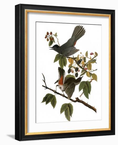 Audubon: Catbird, 1827-38-John James Audubon-Framed Giclee Print