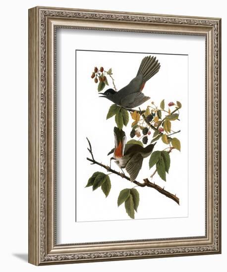 Audubon: Catbird, 1827-38-John James Audubon-Framed Giclee Print