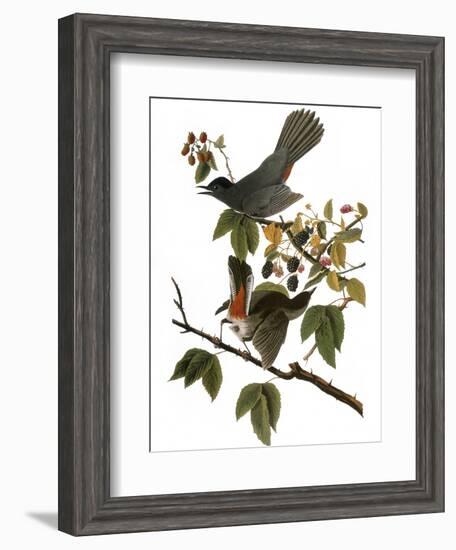 Audubon: Catbird, 1827-38-John James Audubon-Framed Giclee Print