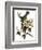 Audubon: Catbird, 1827-38-John James Audubon-Framed Giclee Print