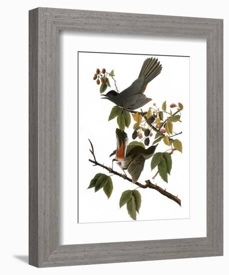 Audubon: Catbird, 1827-38-John James Audubon-Framed Giclee Print