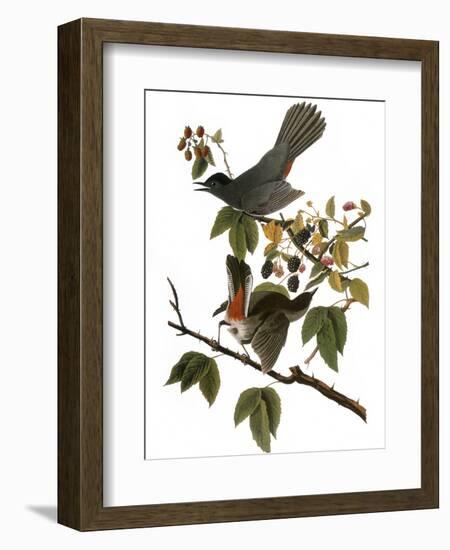 Audubon: Catbird, 1827-38-John James Audubon-Framed Giclee Print