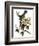 Audubon: Catbird, 1827-38-John James Audubon-Framed Giclee Print