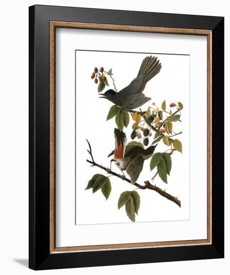 Audubon: Catbird, 1827-38-John James Audubon-Framed Giclee Print