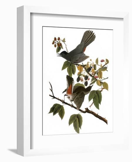 Audubon: Catbird, 1827-38-John James Audubon-Framed Giclee Print