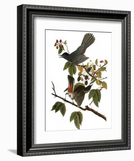 Audubon: Catbird, 1827-38-John James Audubon-Framed Giclee Print