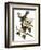 Audubon: Catbird, 1827-38-John James Audubon-Framed Giclee Print