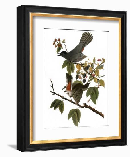 Audubon: Catbird, 1827-38-John James Audubon-Framed Giclee Print